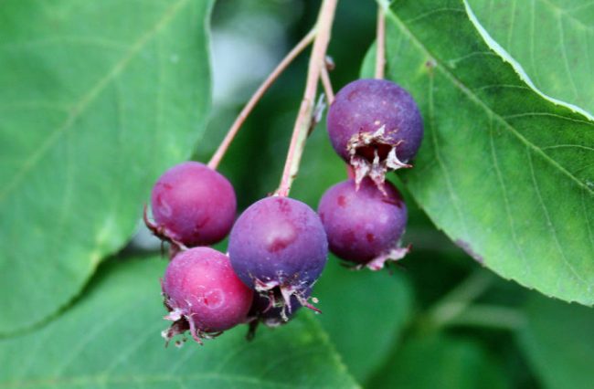 amelanchier Felsenbrine