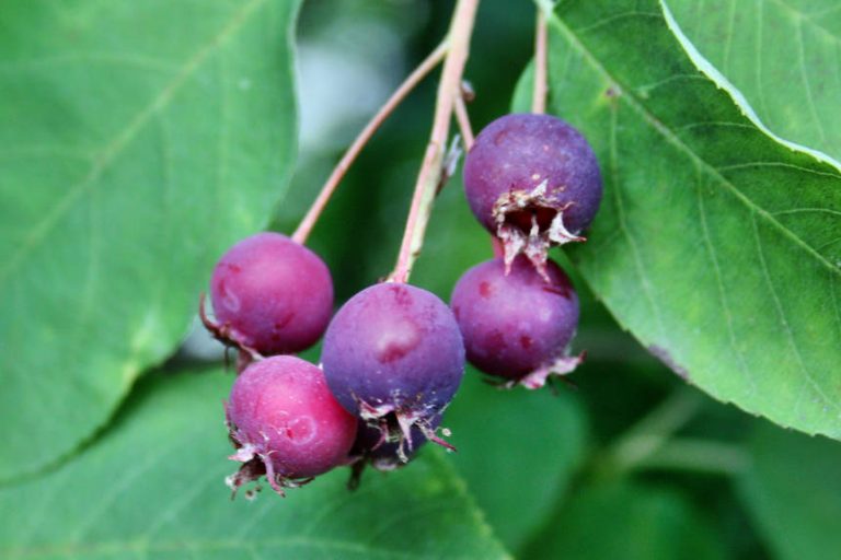 amelanchier Felsenbrine