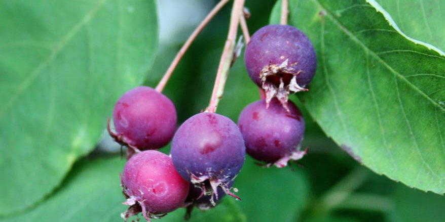 amelanchier Felsenbrine