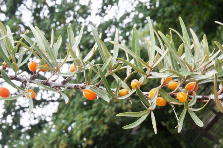 Ölweide-Früchte-23.7.-2kl