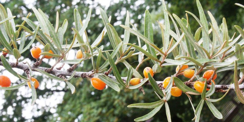 Ölweide-Früchte-23.7.-2kl