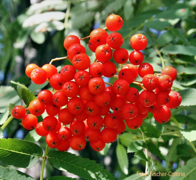 Eberesche 19.7. nah hoch Kopie