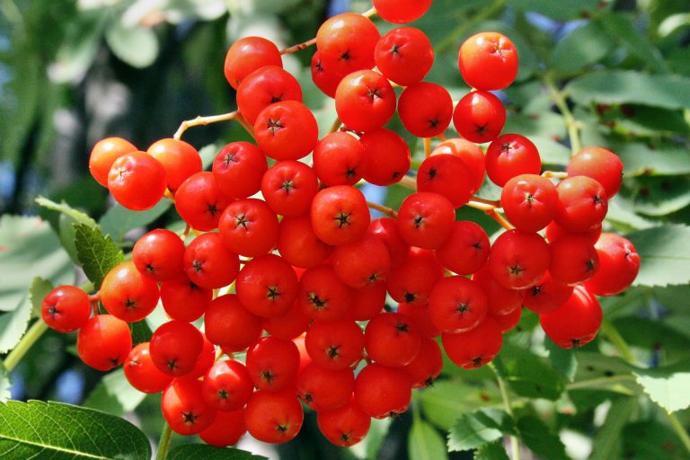 Eberesche 19.7. nah hoch Kopie