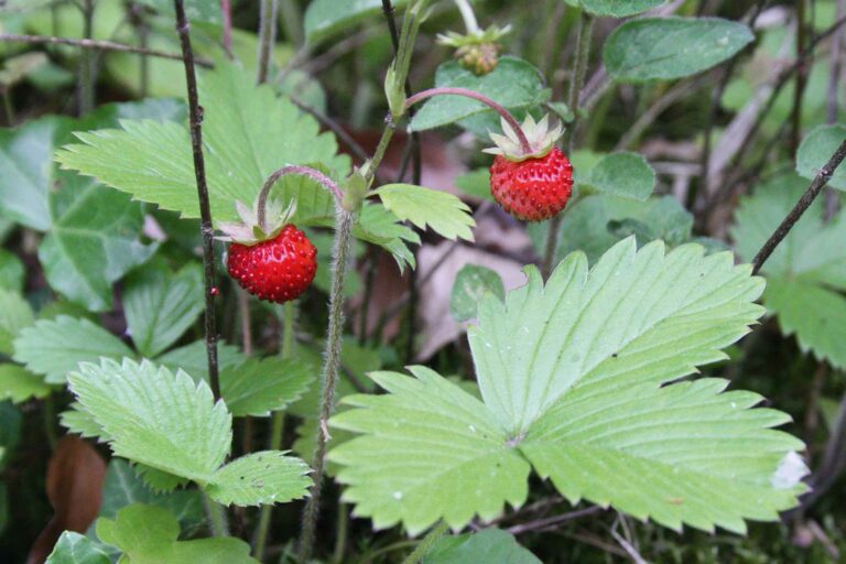 Walderdbeere