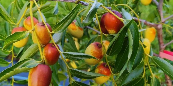 ÖGG_apfeldattlerei_Foto_3_MasonryBild_c_Florian_Prikowitsch