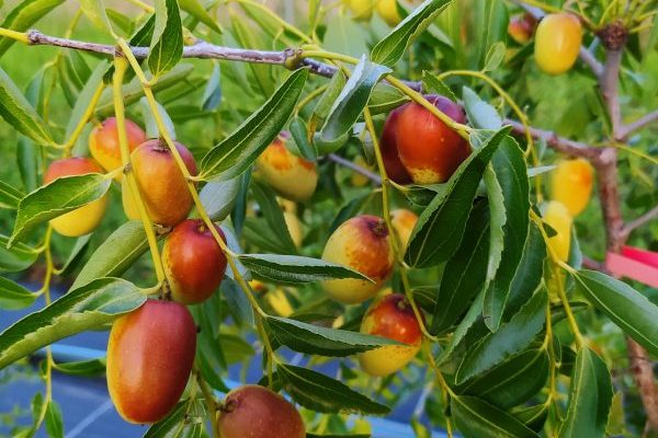 ÖGG_apfeldattlerei_Foto_3_MasonryBild_c_Florian_Prikowitsch