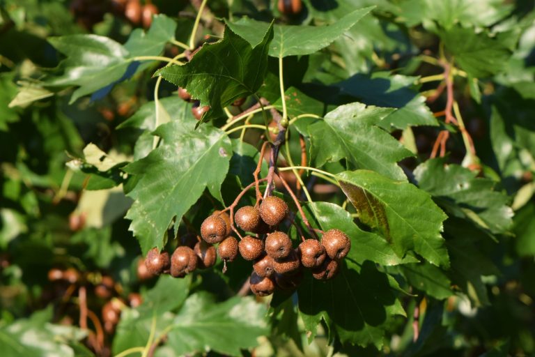 Sorbus_torminalis_kz23_wikimedia