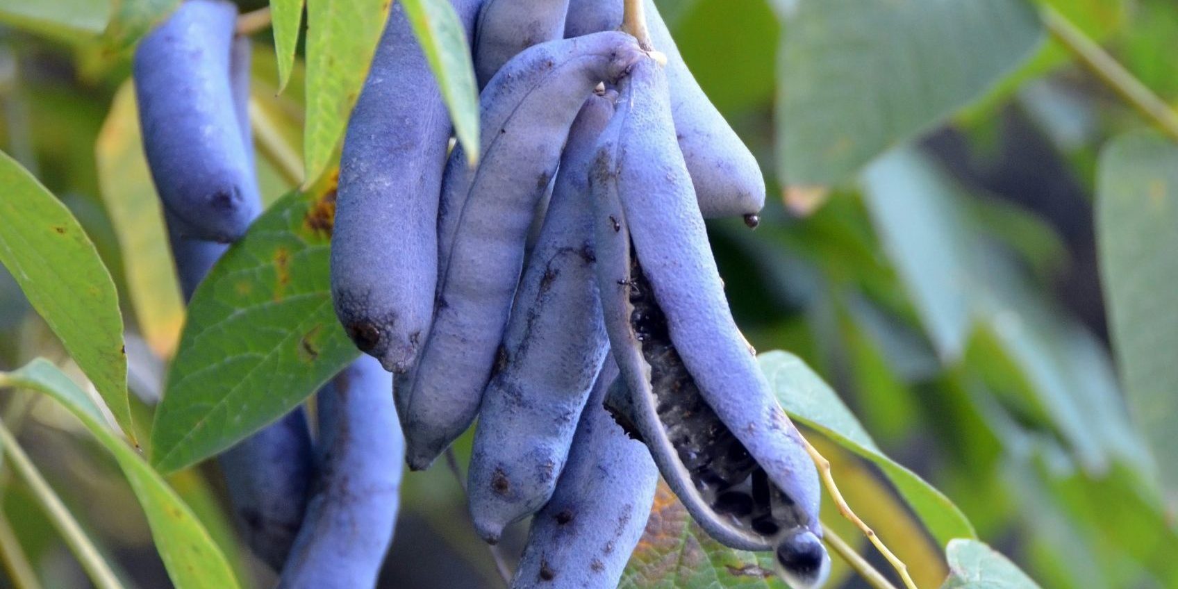 p-mantha-ZRq3QN7jGyY-unsplash