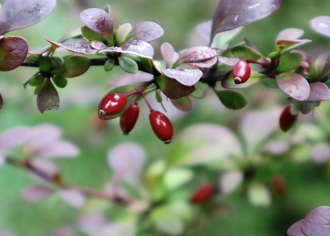 ja2020-berberis-7422925