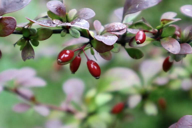 ja2020-berberis-7422925